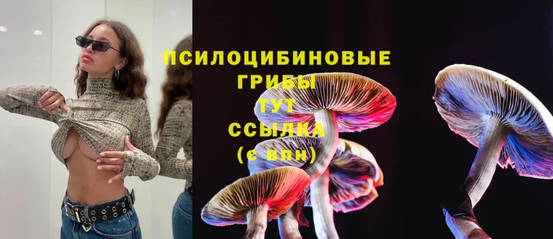 Галлюциногенные грибы Psilocybe Змеиногорск